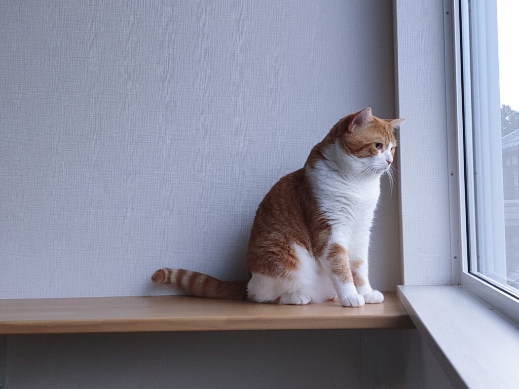 猫と暮らす家×全館空調の心地よさ完成内覧会リビング猫窓から外を見る猫｜富士宮市小泉｜イデキョウホーム